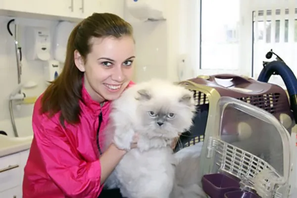 Bathing, Blow Drying & Styling the Cats