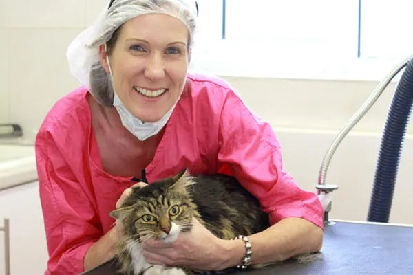 Intermediate Cat Grooming Course