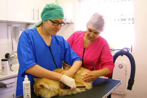 Cat Grooming Open Session