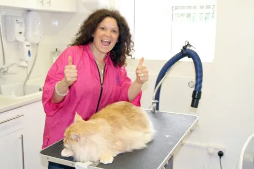 Advanced Cat Grooming Course