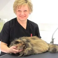 Soos Mobile Cat Grooming (Central Southern England) Soos Mobile Cat Grooming (Central Southern England)