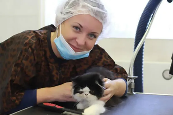 Groom Your Cat The Professional Way