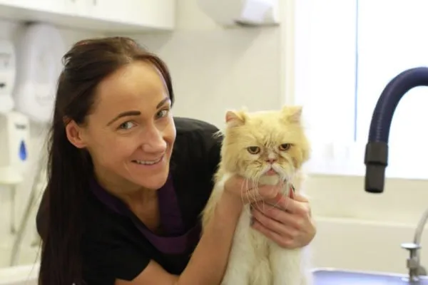 Dealing with Aggressive Cats