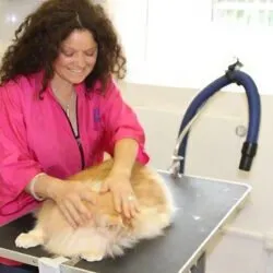 Catnips Mobile Cat Grooming (Hastings) Catnips Mobile Cat Grooming (Hastings)