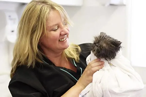 Feline Divine Cat Grooming (South East England)